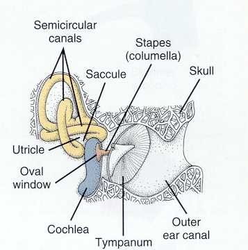 Avian ear anatomy